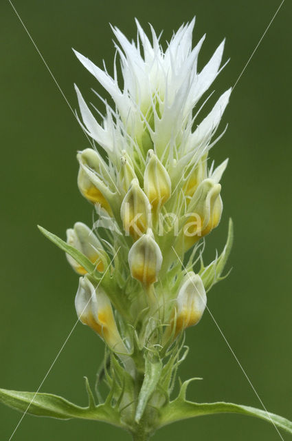 Wilde weit (Melampyrum arvense)