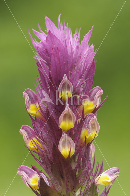 Wilde weit (Melampyrum arvense)