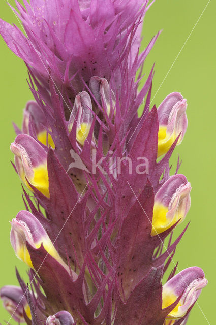 Wilde weit (Melampyrum arvense)