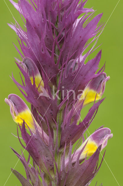 Field Cow-wheat (Melampyrum arvense)
