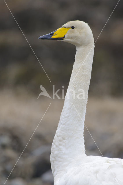 Wilde Zwaan (Cygnus cygnus)