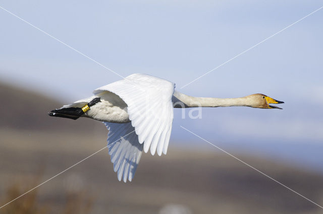 Whooper Swan (Cygnus cygnus)