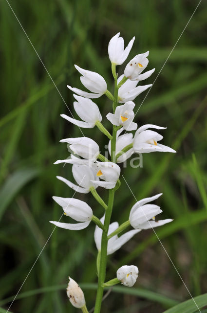 Wit bosvogeltje (Cephalanthera longifolia)