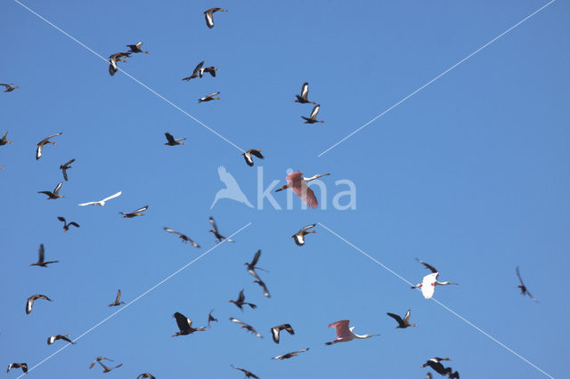 White-faced whistling duck (Dendrocygna viduata)