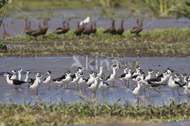 White-faced whistling duck (Dendrocygna viduata)