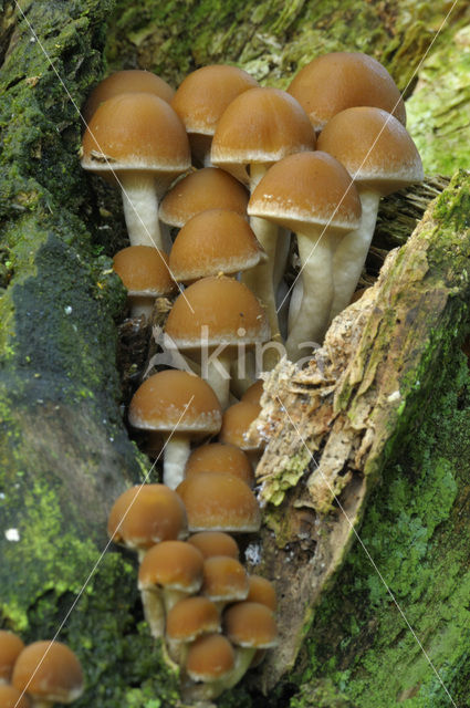 Common stump Brittlestem (Psathyrella piluliformis)