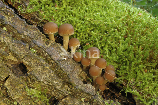 Common stump Brittlestem (Psathyrella piluliformis)