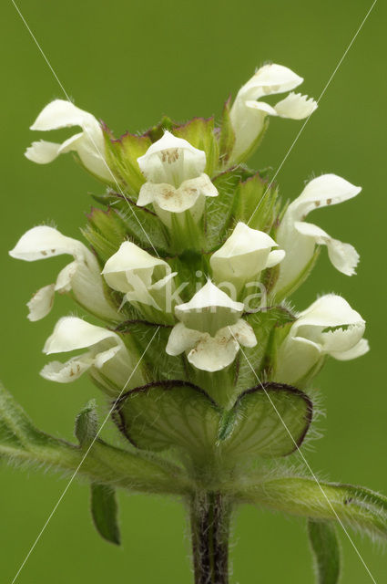 Prunella laciniata