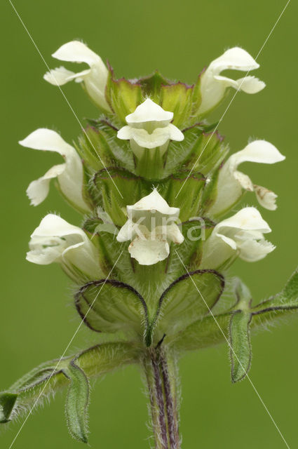 Prunella laciniata