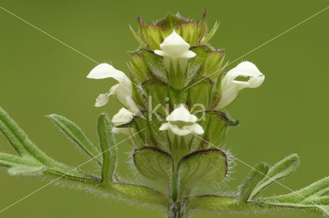 Prunella laciniata