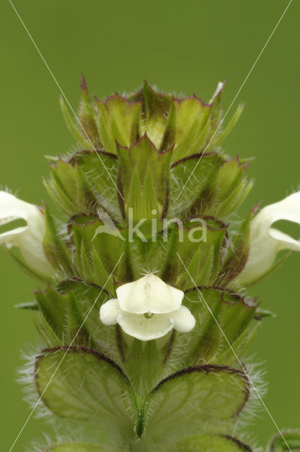 Prunella laciniata