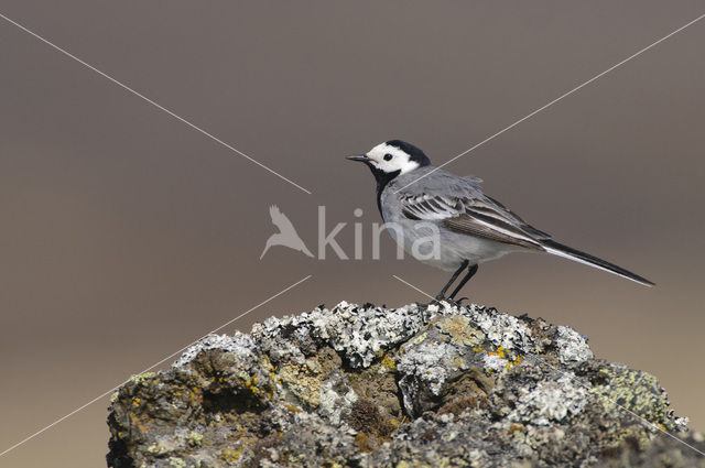 Witte Kwikstaart (Motacilla alba)