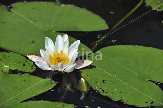 Witte waterlelie (Nymphaea alba)