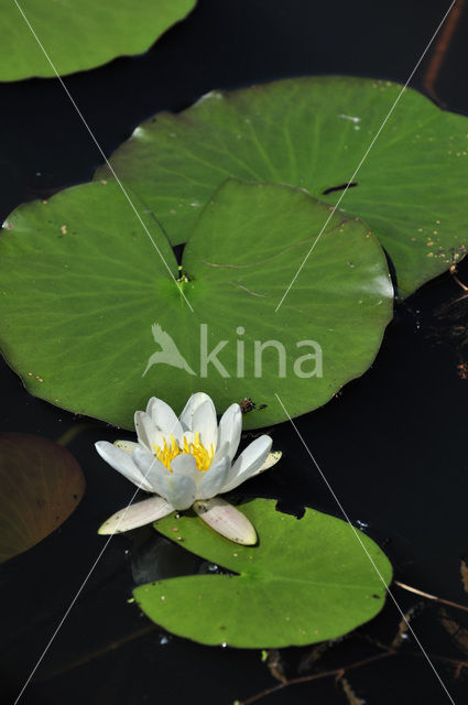 White Waterlily (Nymphaea alba)