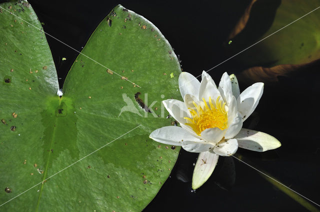 Witte waterlelie (Nymphaea alba)