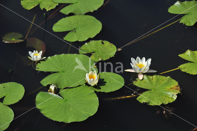 Witte waterlelie (Nymphaea alba)