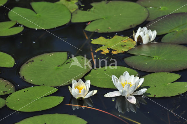 Witte waterlelie (Nymphaea alba)