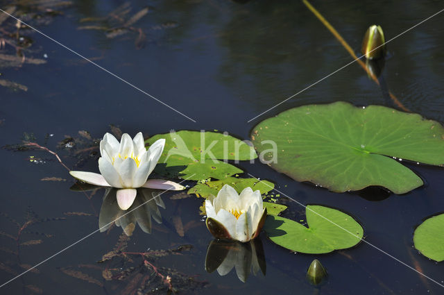 Witte waterlelie (Nymphaea alba)