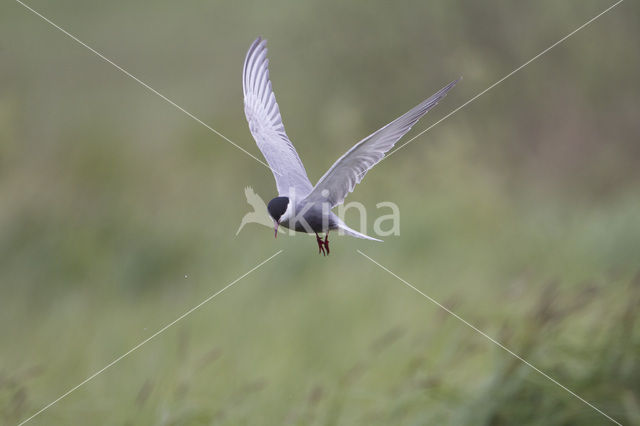 Whiskered Tern (Chlidonias hybridus)