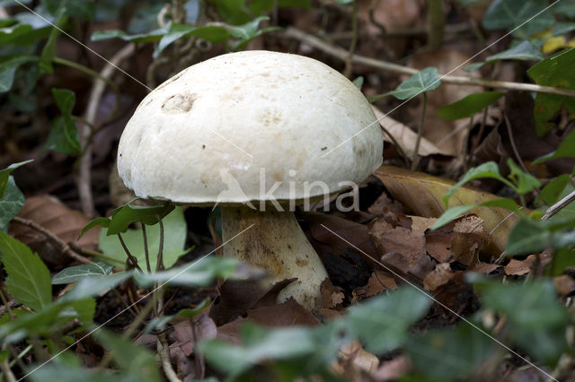 Wortelende boleet (Boletus radicans)