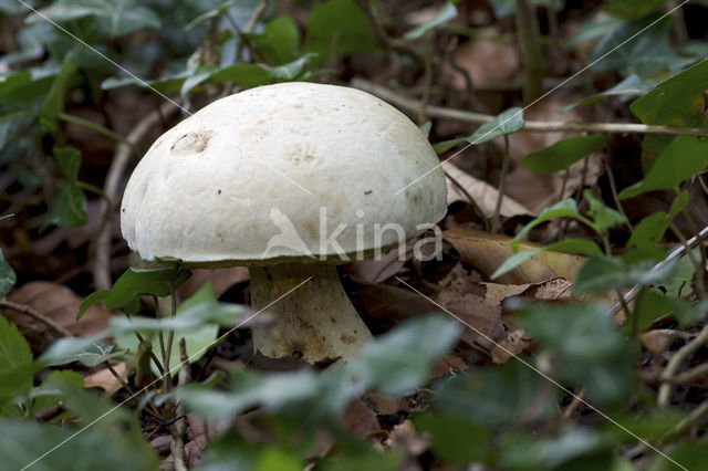 Wortelende boleet (Boletus radicans)