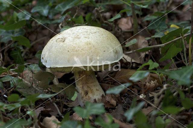 Boletus radicans