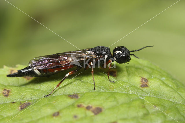 Xiphydria prolongata