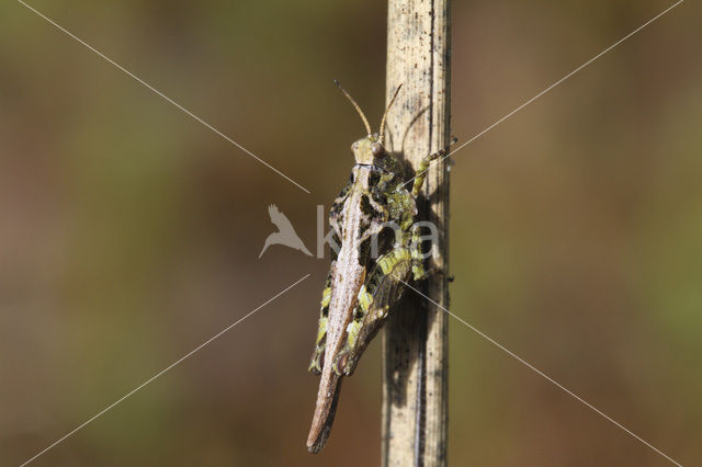 Zanddoorntje (Tetrix ceperoi)