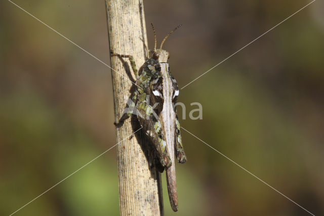 Zanddoorntje (Tetrix ceperoi)