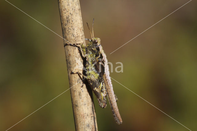 Zanddoorntje (Tetrix ceperoi)