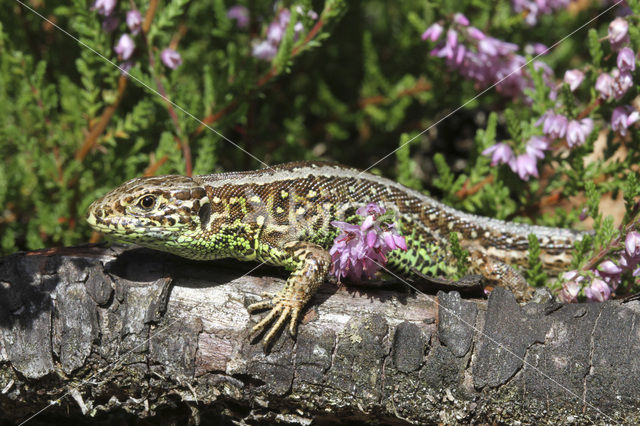 Zandhagedis (Lacerta agilis)