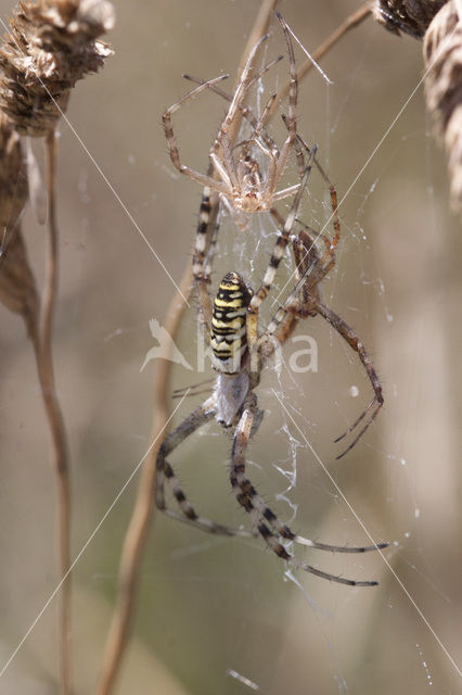 wasp spider (Argiope bruennichi)