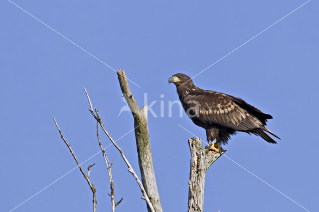 White-tailed Sea Eagle (Haliaeetus albicilla)