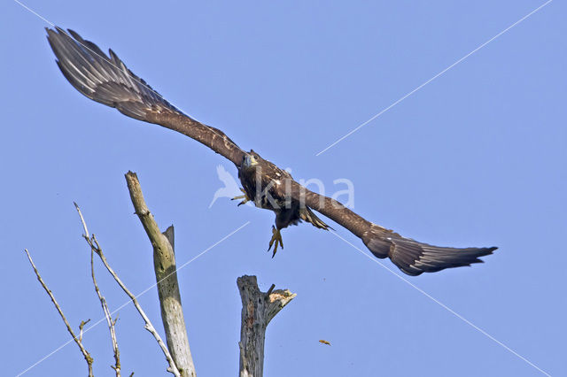 Zeearend (Haliaeetus albicilla)