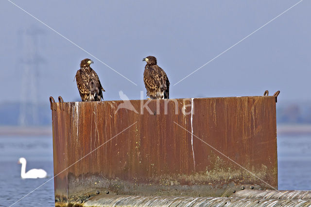 Zeearend (Haliaeetus albicilla)