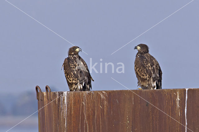 Zeearend (Haliaeetus albicilla)