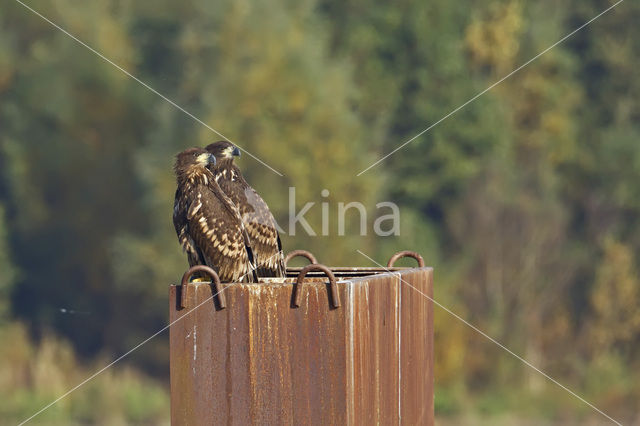 Zeearend (Haliaeetus albicilla)