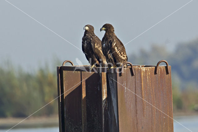 White-tailed Sea Eagle (Haliaeetus albicilla)