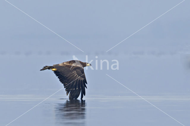 Zeearend (Haliaeetus albicilla)