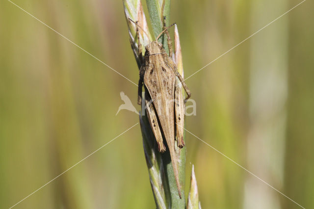 Zeggedoorntje (Tetrix subulata)