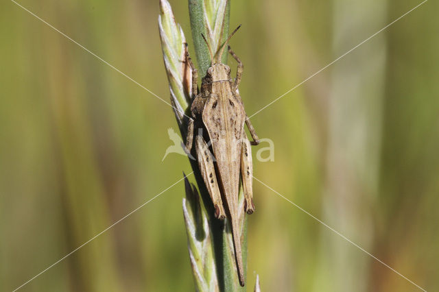 Zeggedoorntje (Tetrix subulata)