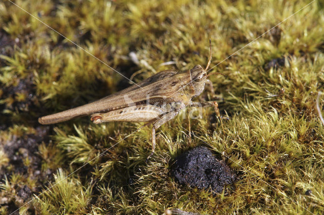 Zeggedoorntje (Tetrix subulata)