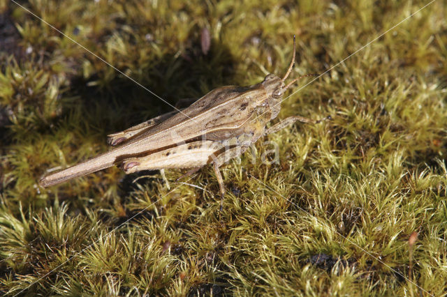 Zeggedoorntje (Tetrix subulata)