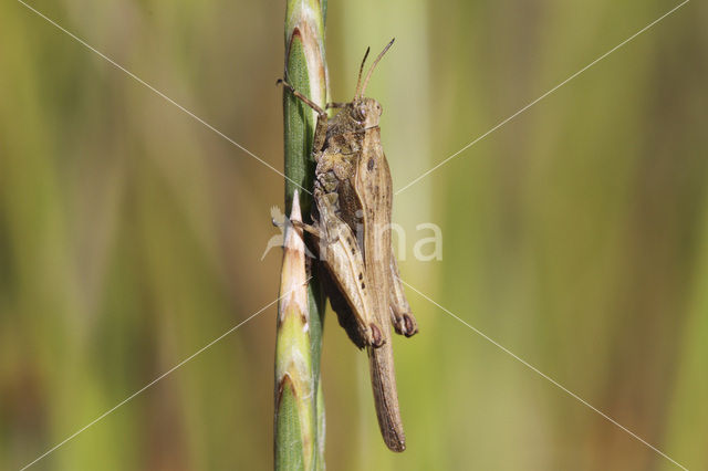 Slender Groundhopper (Tetrix subulata)