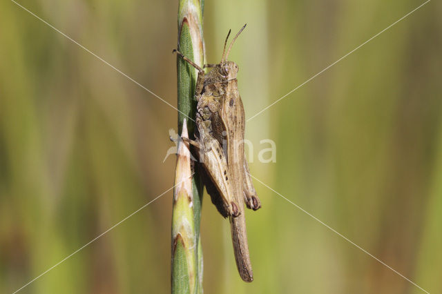 Zeggedoorntje (Tetrix subulata)