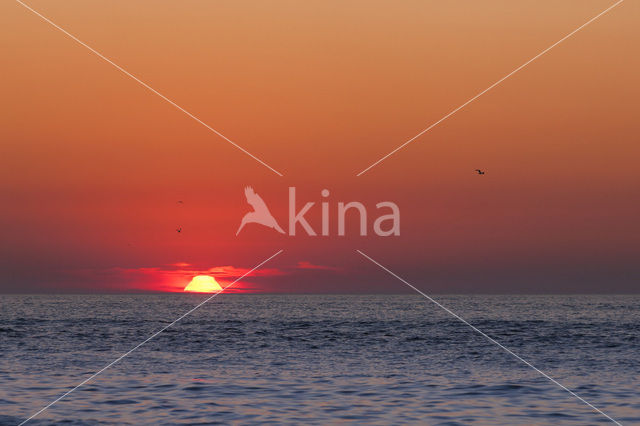 Herring Gull (Larus argentatus)