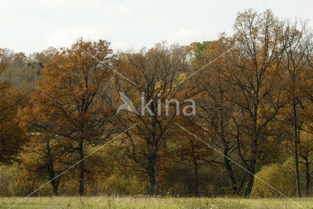 Zomereik (Quercus robur)