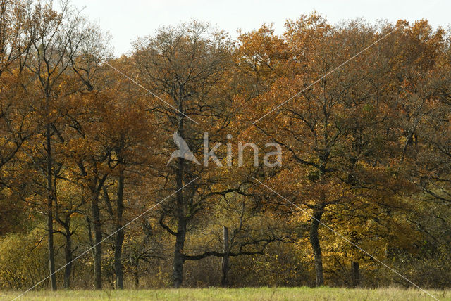 Zomereik (Quercus robur)