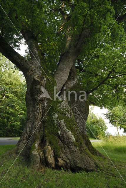 Zomereik (Quercus robur)