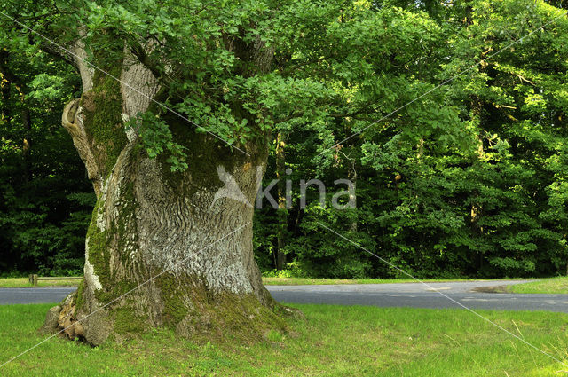 Zomereik (Quercus robur)